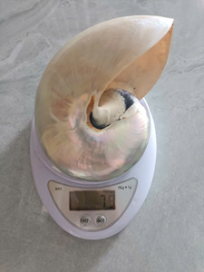 เปลือกหอยนอติลุสพรีเมียมสำหรับงานศิลปะ งานฝีมือ ตกแต่งตู้ปลา และใช้เป็นของตกแต่ง พร้อมบริการรับสั่งซื้อจำนวนมากและสนับสนุนการส่งออก - Product Image 2