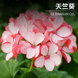 All'ingrosso <span class=keywords><strong>diffusore</strong></span> di aromi a base vegetale di fragranza oli profumati di geranio 100% olio essenziale di geranio biologico puro per essenza - Product Image 4