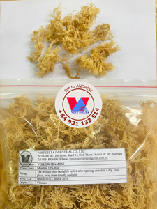 BEST SELLER Golden Yellow Sun Dried Spineless Sea Moss Cottonii Seaweed Food Grade Marine Thickener For Soup Salads - Product Image 5