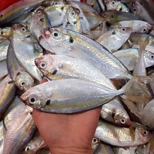 Bloc IQF pour l'exportation de fruits de mer en vrac, à queue jaune congelée, sur demande, whatsapp 0084 989 322 607 - Product Image 1