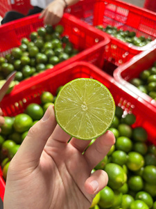 Citrons verts sans pépins, fruits frais d'agrumes, origine Vietnam, durée de conservation au froid 30-45 jours, Life Gives You Limes - Product Image 3