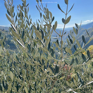 Feuilles d'olivier biologiques séchées entières Olea Europaea d'Italie, <span class=keywords><strong>en</strong></span> <span class=keywords><strong>vrac</strong></span>, emballage personnalisé (sac/pochette/coupe/mélange) pour extrait/cuisson/thé - Product Image 4