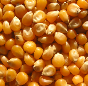 Maíz Amarillo y Rojo Seco Sin GMO de Fábrica, Venta al por Mayor, Granos de Maíz Amarillo a Granel, Maíz Sin GMO Grado Alimenticio - Product Image 6