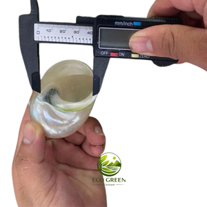 Conchas Naturales Turbo de Repuesto para Cangrejos Ermitaños, Conchas Marinas Pulimentadas y Coloridas, Accesorios para Acuarios, Decoración Costera para el Hogar - Product Image 6