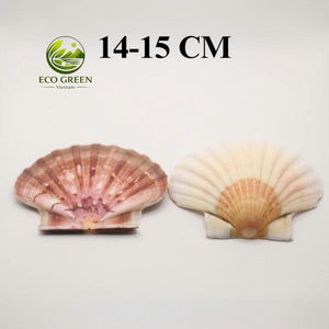 Coquille de palourde Ocean Drift, grande, naturelle, pour décoration de plage, plat de service, artisanat DIY, mariage, aquarium, fourniture Vietnam - Product Image 6