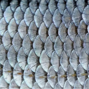 Écailles de poisson du Vietnam, fournisseur de matières premières de haute qualité pour l'industrie - Product Image 3