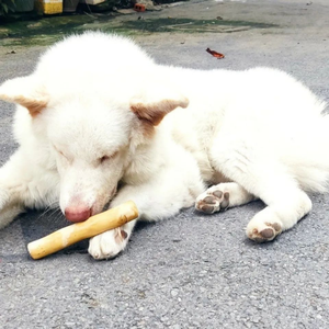 Juguete Masticable Ecológico para Perros de Madera de Café Mediana - Hecho en Vietnam por Eco2go Vietnam - Product Image 1