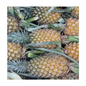 VENTA SUPERIOR | PIÑA SECA DE ALTA CALIDAD A BUEN PRECIO DE PROVEEDOR VIETNAMÉS EN 2024 - Product Image 1