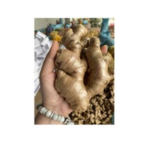 Raíz fibrosa entera de jengibre fresco utilizada en salsas y mezclas de condimentos cultivadas naturalmente en Vietnam - Product Image 6