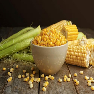 ข้าวโพด GMO ขายดีที่สุด คุณภาพพรีเมียม เกรดอาหาร จำหน่ายส่ง ปริมาณมาก มีสินค้าพร้อมส่ง ผู้ผลิตส่งออก - Product Image 5