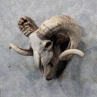Tasse trophée en corne naturelle véritable, écologique, décoration d'intérieur