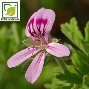 Natural Pure Geranium Essential Oil From Uttar Pradesh for Soap Making Candle Manufacturing Cosmetic Formulations - Product Image 3