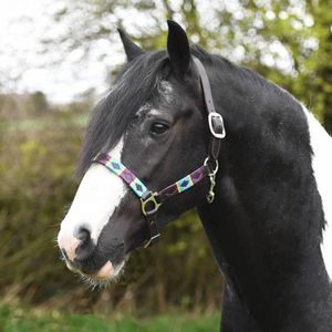 Premium Nylon Polo Horse Halter with Soft Padding <b>Foldable</b> Adjustable Buckle Design Durable Hardware for Everyday Comfort - Product Image 1