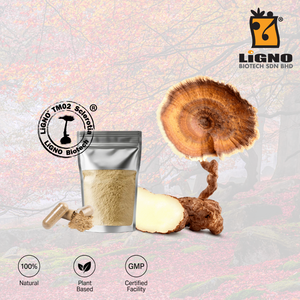 LiGNO Biotech TM02 Lignosus Rhinocerus Sclerotium, Polvo de Hongo Seco en Frío de Grado Alimenticio para el Cuidado de la Piel y Nutracéuticos - Product Image 1