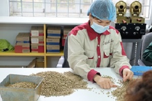 Café Arábica Vietnamita Tostado, Proceso de Lavado Completo de Son La, Mejor Precio, Alta Calidad con Sabor Afrutado - Product Image 6