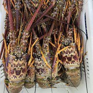 Prix de gros Fruits de mer : Homard frais et congelé, queues de homard à vendre / Homards vivants / Homards épineux vivants à prix avantageux - Product Image 6