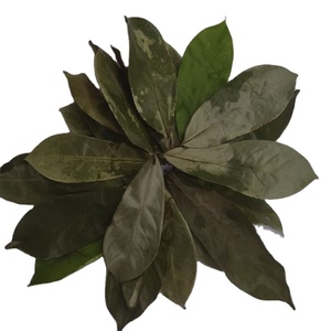 Hojas de guanábana secas de origen vietnamita, 100% naturales, hojas de graviola veganas de grado alimenticio, secas al aire, suministro premium para exportación. - Product Image 3