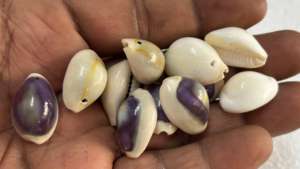 เปลือกหอยโข่งเจาะรูธรรมชาติสำหรับทำเครื่องประดับ งานฝีมือ ตกแต่ง สร้อยข้อมือ สร้อยคอ ขายส่งจำนวนมาก - Product Image 5