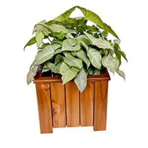 Meilleur prix pour des pots de plantes en bois d'acacia naturel, pots à plantes en cubes, pots de jardinage extérieurs, vente en gros depuis l'usine du Vietnam - Product Image 5