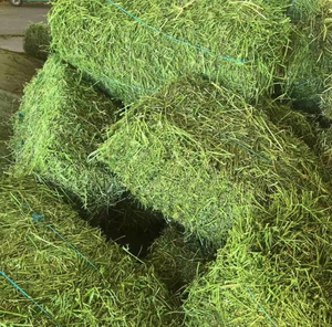 หญ้าอัลฟัลฟ่าพลังงานสูงสำหรับการผลิตนมและการเจริญเติบโตของสัตว์ พร้อมหญ้าอัลฟัลฟ่าสะอาดและสดใหม่สำหรับการค้าระหว่างประเทศ - Product Image 3