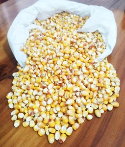 ข้าวโพดเหนียวสีเหลืองตากแห้ง |   ข้าวโพดสีเหลือง |   ผู้จัดจำหน่ายและส่งออกอาหารสัตว์เกรดพรีเมียมจากอินเดีย พร้อมอายุการเก็บรักษา 24 เดือน - Product Image 3