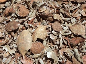 Meilleur prix pour la coquille de crevette, la coquille de crabe et la poudre de coquille de crevette pour l'alimentation animale, provenant du Vietnam - Product Image 3