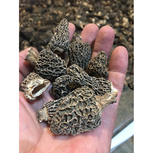 Hongos Morillas Silvestres Secos Naturhus de Calidad de Exportación para el Suministro del Mercado Alimentario Global - Product Image 6