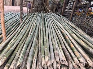 PALO DE BAMBÚ ECOLÓGICO EN OFERTA |   Caña de Bambú Natural Tratada y Hecha a Mano para Exportación a Granel BLUE LOTUS FARM, Diámetro de 1-4m - Product Image 2
