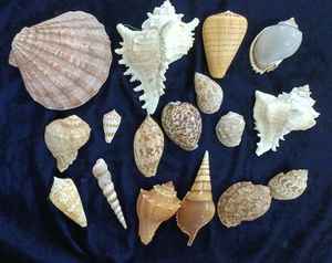 Conchas Marinas Naturales Blancas Surtidas, Conchas de Mar y Vieiras para Manualidades, Decoración de Bodas en la Playa, Relleno de Jarrones para Acuarios, Venta al por Mayor - Product Image 2