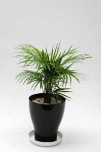 Flower Pot Saucers PP Floor Multiple Sizes Lightweight Wholesale <b>Plastic</b> Gardening Nursery Home Decor Hotel Lobby Indoor Outdoor - Product Image 6