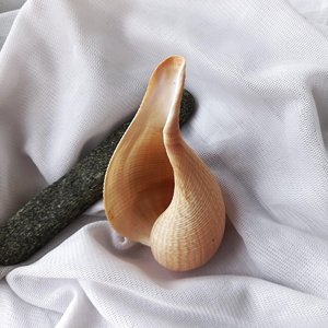 เปลือกหอยตกแต่งตู้ปลาขายส่ง ราคาถูกจากซัพพลายเออร์เวียดนาม - Product Image 5