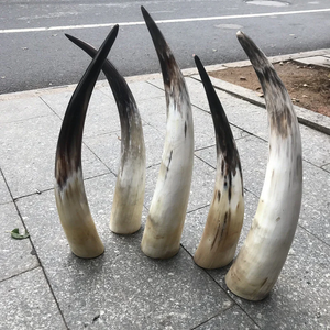 Customized Buffalo Decorative Horn 5 Pieces High Quality & Wedding Parties <b>Decoration</b> Pieces - Product Image 1