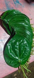 Hojas de Betel Orgánicas Frescas de Primera Calidad, Utilizadas para Paan Natural y Preparaciones Tradicionales al Mejor Precio - Product Image 6
