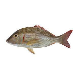Poisson empereur frais à prix avantageux, sélection de poissons de qualité supérieure, offert en gros et en vrac - Product Image 2