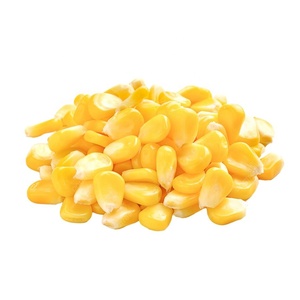 Vente en gros de semences de maïs sucré du Vietnam/graines de maïs jaune pour l'exportation - Product Image 1