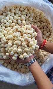 Makhana de la región de Mithila con etiqueta de origen <span class=keywords><strong>Bihar</strong></span>, raíz y hoja naturales, listo para exportación, calidad premium garantizada, fabricante y exportador de confianza de la India - Product Image 4