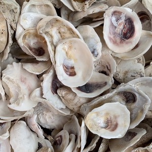 Coquilles d'huîtres naturelles séchées non polies brutes Coquilles de fruits de mer vides Huîtres du Vietnam pour l'exportation - Product Image 5