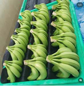 Plátano Cavendish Verde Fresco, Grado A, Fruta Tropical, 0.5-2 kg, Vietnam Dong Nai, Marca 99D, 2 Meses de Duración - Product Image 6