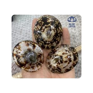 Concha de Limpet de Primera Calidad para Joyería Hecha a Mano y Manualidades con Resina, Acabado Limpio, Textura Única, Mejora la Producción Creativa - Product Image 1