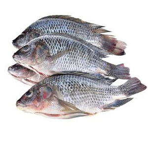 Pescado Tilapia Roja Congelada de Alta Calidad, Todos los Tamaños, Precio de Tilapia Congelada de Alta Calidad, Entera y Redonda, la Mejor - Product Image 6