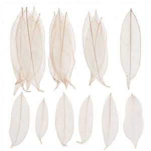 AQUA VRIKSHA Natural Skeleton Ylang Leaves for Crafts,Decoration | 11-15 CM | Pack of 20 - Product Image 1