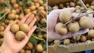 Oferta Especial - Longan Congelado Premium de Calidad Vietnamita - Product Image 2