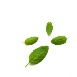 Vente en gros de feuilles de basilic indien de la nouvelle saison, provenant d'Inde, herbes aromatiques séchées pour importateurs, distributeurs et transformateurs alimentaires - Product Image 1