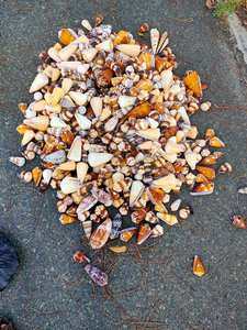 Coquillage naturel Aquarium Aménagement paysager Lacs Filtration Coquille d'huître crue Coquillage séché et propre/Gros coquillage à vendre - Product Image 6