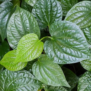 Fournisseur OEM de feuilles de Piper Lolot congelées pour les importateurs de détail et les distributeurs mondiaux - Product Image 6