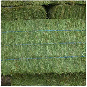 Heno de Alfalfa para Conejos y Cobayas, Heno de Pasto Alto en Fibra, Ofertas de Compra al por Mayor para el Mercado Mayorista - Product Image 2