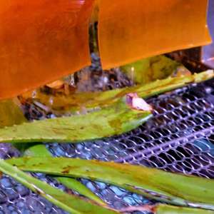 Purée de jus d'ananas à l'aloe vera pour 500 ml - NFC, vente en gros, marque privée, échantillon gratuit, fabricant vietnamien - Product Image 4