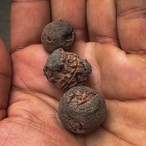 Cuentas de Rudraksha Marrón Natural para Mala, para Pooja, Meditación y Oración, Venta al Por Mayor de la India, Sigma Exports, Modelo 30 - Product Image 2