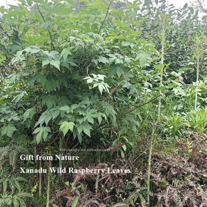 Khô Mâm xôi đỏ lá trà Hoang Dã hữu cơ số lượng lớn lá lỏng lẻo | túi trà tùy chỉnh/pha trộn/Túi/xay chứng nhận ISO HACCP hội thảo - Product Image 5