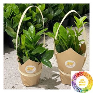 Support de tasse en feuilles naturelles en gros, disponible en tailles S, M et L avec spécifications personnalisées - Product Image 6